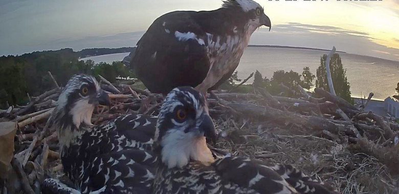 Osprey