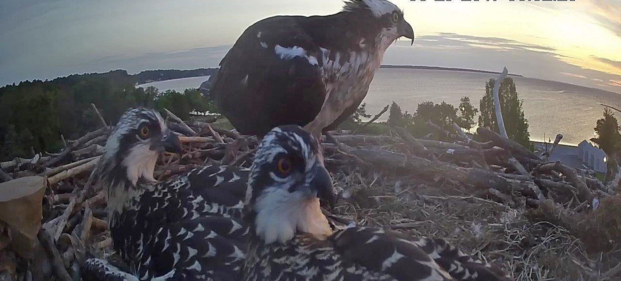 dunrovin osprey nest cam
