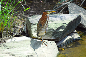 Green Heron