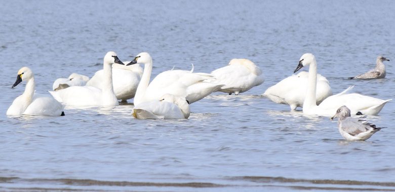 Winter Wildlife On The Chesapeake Bay
