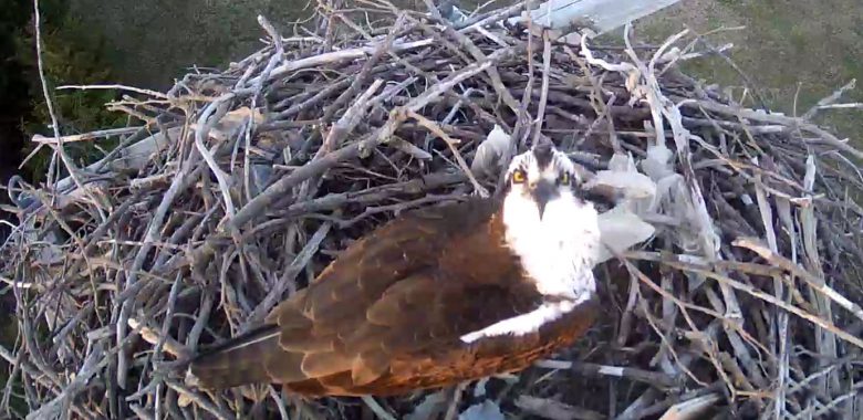 Live Osprey Cam