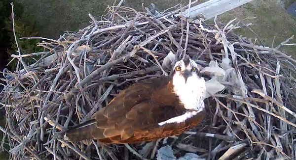 Live Osprey Cam