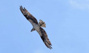 osprey flying